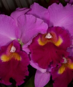 BLC. HAUSERMANN´S HOLIDAY CHRISTMAS  PRÉ ADULTA