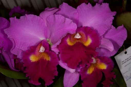 BLC. HAUSERMANN´S HOLIDAY CHRISTMAS  PRÉ ADULTA