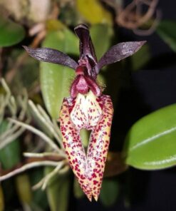 BULBOPHYLUM LASIOCHILUM MUDA 5 A 10 CM