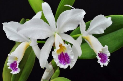 CATTLEYA JEMANNI SEMI ALBA PINCELADA - MUDA DE 5 A 10CM