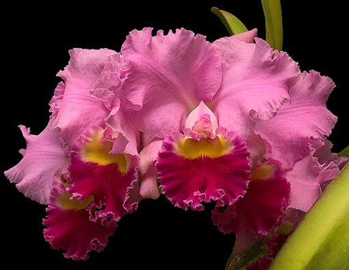 C. HORACE MAXIMA X BLC CHIA LIN NEW CITY ADULTA
