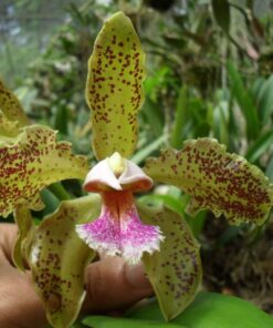 C. SCHOFIELDIANA MUDA
