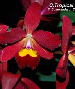LC. TROPICAL RAINBOW  PRÉ ADULTA