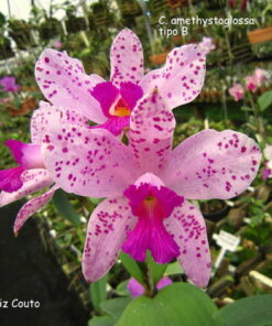 C. AMETHYSTOGLOSSA JESSICA X SELF