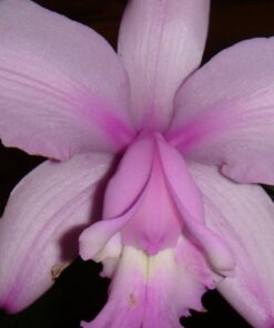 INTERMEDIA ALBA X INTERMEDIA PEROLADA ADULTA