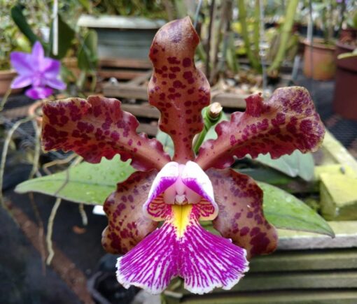 CATLEYA SCHILLERIANA TIPO  ADULTO