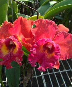 BLC. TAINAN CITY  PRÉ ADULTA