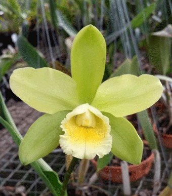 CADMIUM LIGHT X WAIKIKI GOLD PRÉ ADULTA