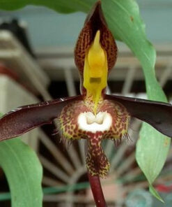 CATASETUM SACCATUM  ADULTO