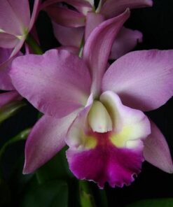 CATLEYA PINK - CORTE ADULTO