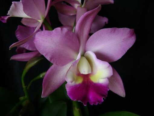 CATLEYA PINK ADULTA