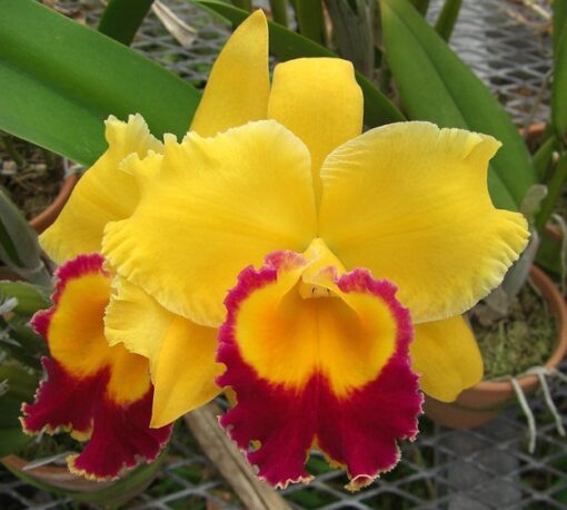 BLC. TOSHIE AOKI 'ROBIN' ESPECIAL - CORTE ADULTO