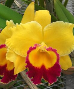 BLC. TOSHIE AOKI 'ROBIN' ESPECIAL ADULTA