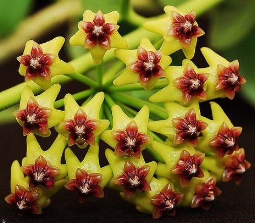 FLOR DE CERA CUMINGIANA - MUDA