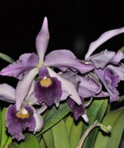 L. CANHAMIANA COERULEA MUDA 5 A 10 CM