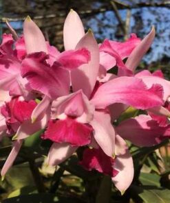SLC. AYRTON SENNA X C. INTERMEDIA “AQUINI VERMELHA” PRE ADULTA