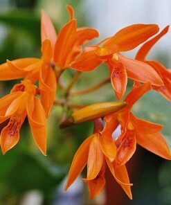 CATTLEYA AURANTIACA ADULTA 10 A 20 CM