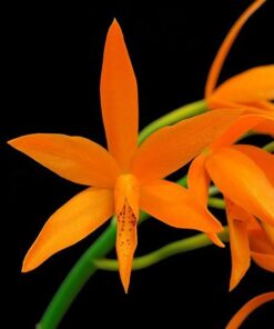 LC. CHIT CHAT TANGERINE ADULTA