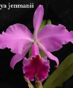 C. JENMANI ADULTA