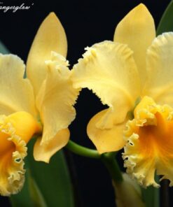 BLC. KEOWEE VI GALAXI  PRÉ ADULTA