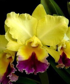 BLC. GOLDENZELLE TAIDA X BLC NOBILES TROPICAL SUNSET