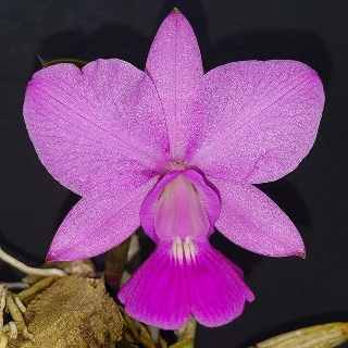 WALKERIANA LUIZ CASTRO X TRILABELO MUDA 5CM