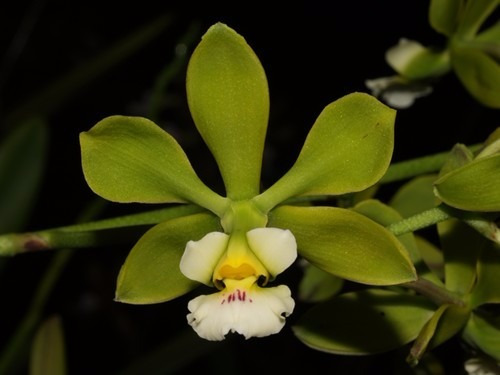 ENCYCLIA ALBOXANTHINA MUDA