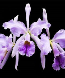C. PERCIVALIANA “COERULEA” X C. CORNÉLIA “COERULEA” CORTE ADULTO