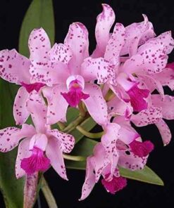 CATLEYA AMETHYSTOGLOSSA ADULTO