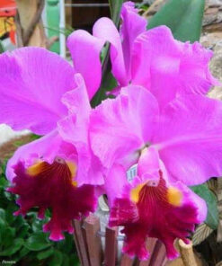 LC. HAWAIIAN DRUMBEAT ADULTA