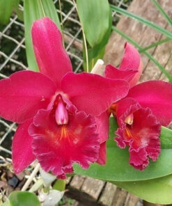 C. PERCIVALIANA X BLC. CHIA LIN “NEW CITY” MUDA