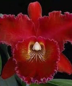 LC. RIFFE RED DECEMBER