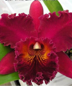 C. PERCIVALIANA X BLC. CHIA LIN “NEW CITY” CORTE ADULTO