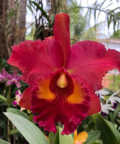BLC. NAN CHANG SILK X BLC. LINDA DONNA ADULTA