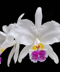 CATTLEYA LUEDMANNIANA VINICOLOR X COERULEA -  PRÉ ADULTA