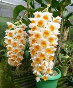 DENDROBIUM THYRSIFLORUM  ADULTO