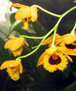 DENDROBIUM FIMBRIATUM MUDA 5 A 10 CM