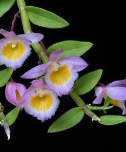 DENDROBIUM LODIGESI MUDA 5 A 10 CM