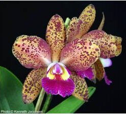 BLC. WAIANAE LEOPARD X CORCOVADO X BRABANT ADULTA