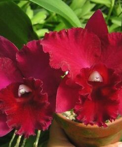 POT. ELAINE TAYLOR X BLC. CHIA LIN ADULTA