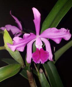 C. EROS COERULEA X LC. ELEGANS COERULEA ADULTA