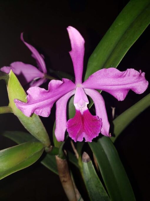 C. EROS COERULEA X LC. ELEGANS COERULEA ADULTA