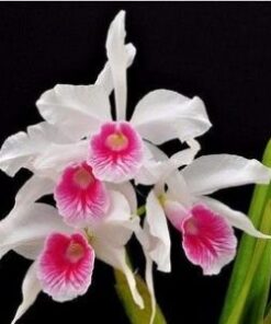L PURPURATA X LAELIA LOBATA ALBA