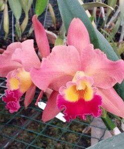 BLC. EXOTIC DREAN X BLC. CHYONG GUU CHAFFINCH MUDA