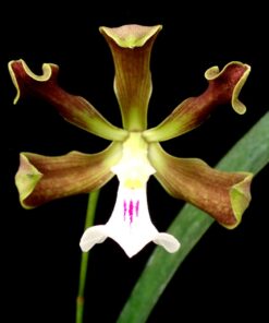 ENCYCLIA CORDIGERA  PRÉ ADULTA