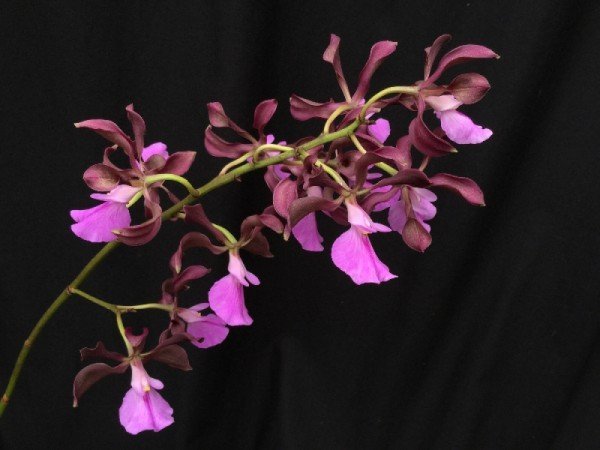 ENCYCLIA CORDIGERA PRÉ ADULTA - Imagem 2