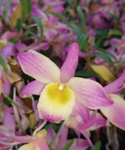 DENDROBIUM RAIBOW DANCE X CASA BLANCA ADULTO