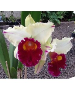 LC. MIKKIE NAGATA - CORTE ADULTO
