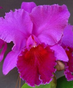LC. ANIEL CARNIER X BLC. FLORALIA TITANIC ADULTA