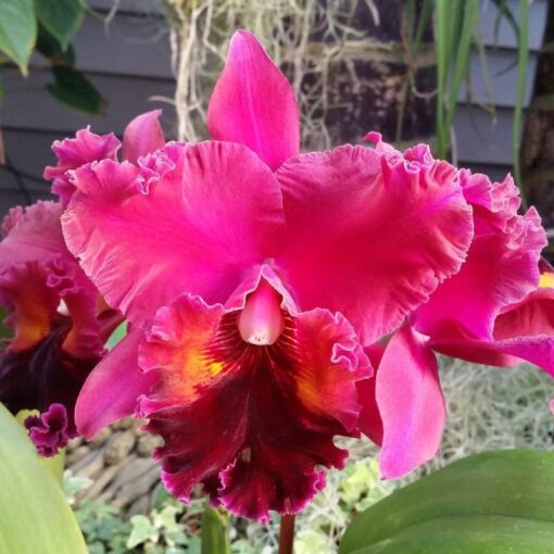 POT. FUCHSIA FANTASY X BLC. MAKAHA GOLD X OCONEE MENDENHAL ADULTA